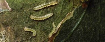 Bicho-mineiro no café