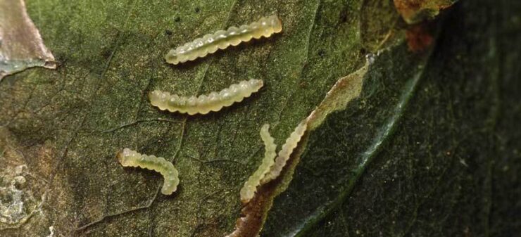Bicho-mineiro no café