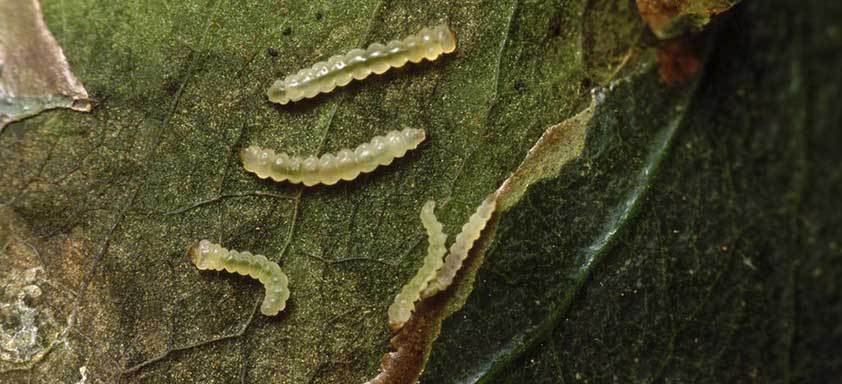 Guia Manejo químico do bicho-mineiro