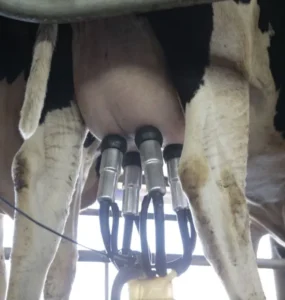 Vaca sendo ordenhada em fazenda leiteira