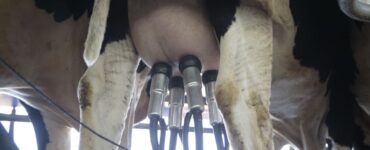 Vaca sendo ordenhada em fazenda leiteira