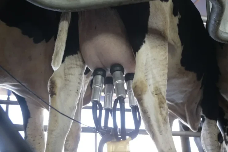 Vaca sendo ordenhada em fazenda leiteira