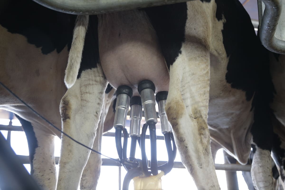 Alta no preço do leite: como transformar lucro em segurança financeira na fazenda