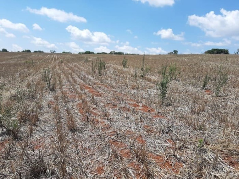Dessecação pré-semeadura: como aumentar a eficiência no controle de plantas daninhas