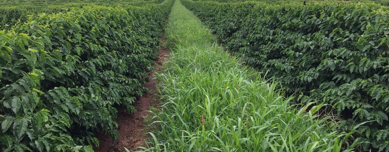 Lavoura de café com planta de cobertura nas entrelinhas