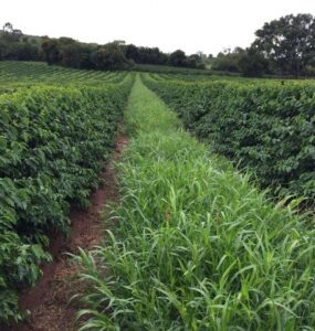 Lavoura de café com planta de cobertura nas entrelinhas