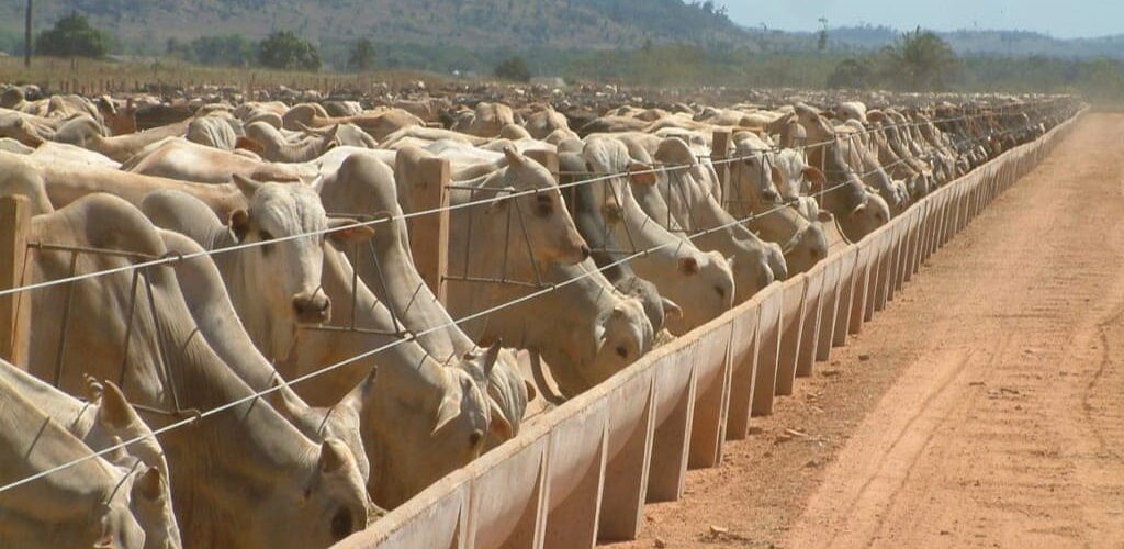 Bovinos de corte em um confinamento