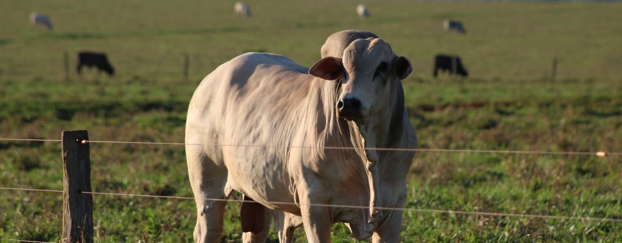 Bovino de corte em uma propriedade de pecuária de corte