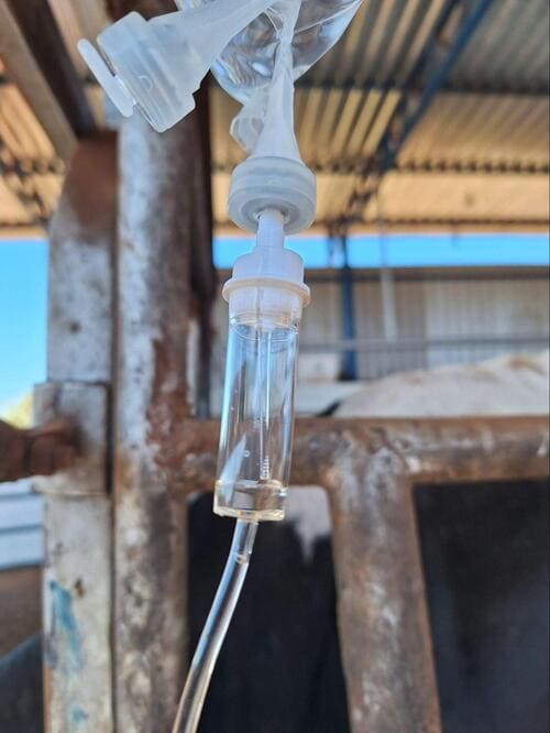 Fluidoterapia intravenosa de uma vaca