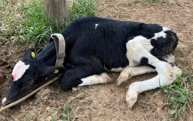 Bezerra leiteira desidratada
