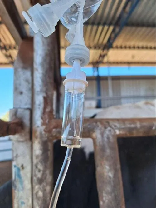 Fluidoterapia intravenosa de uma vaca