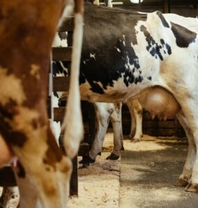 Vaca leiteira com úbere cheio em uma fazenda