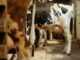 Vaca leiteira com úbere cheio em uma fazenda
