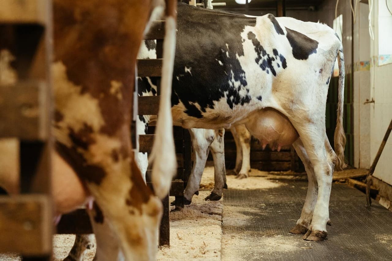 Mastite causada por Staphylococcus aureus: desafios, diagnóstico e estratégias de controle