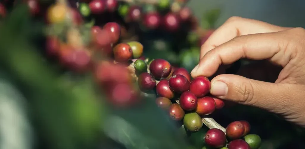 Pessoa segurando frutos de café em um cafeeiro