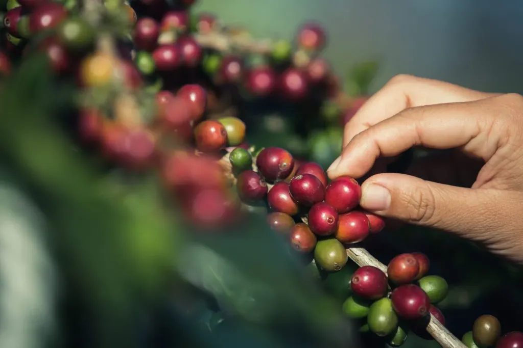Fazenda é como uma empresa qualquer: o case de gestão que triplicou a produtividade do café