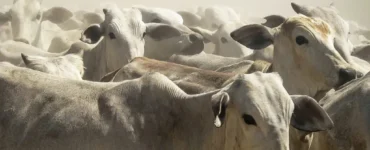 Gado de corte em primeiro plano com fundo enfumaçado