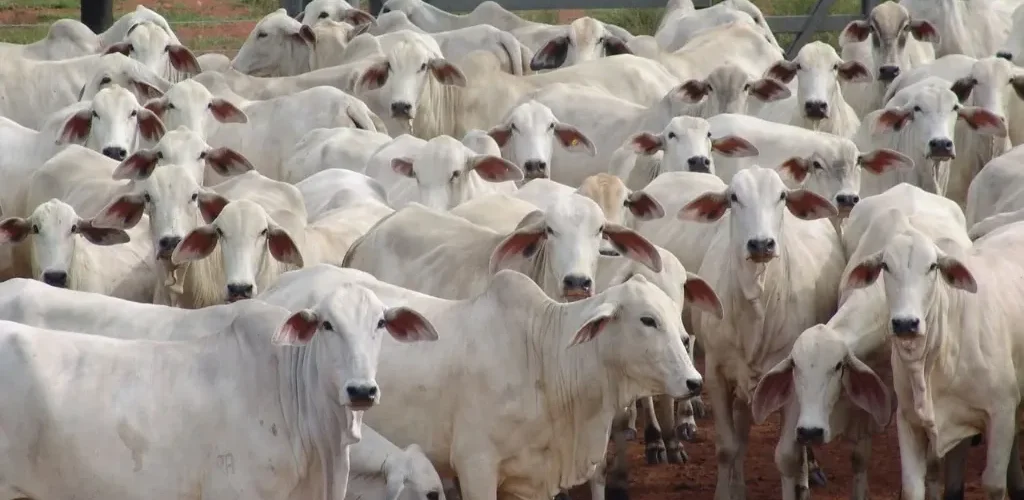 Bovinos de corte em uma fazenda