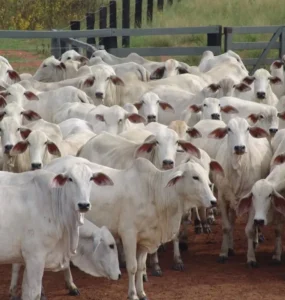 Bovinos de corte em uma fazenda