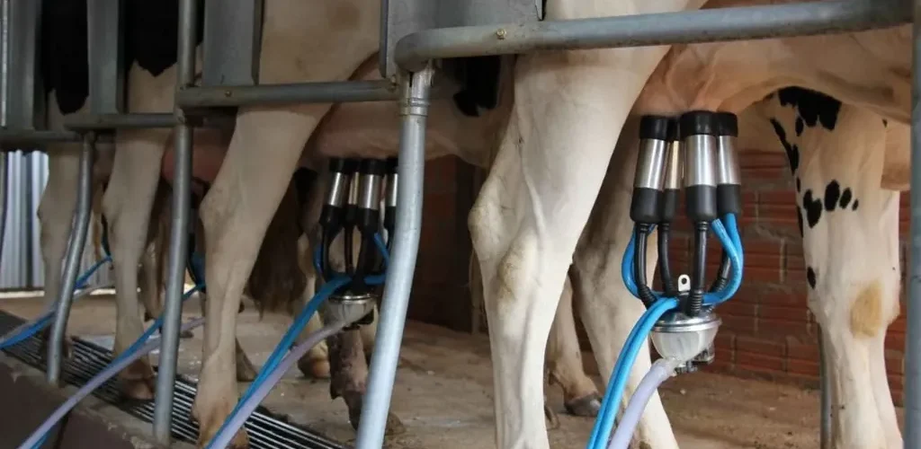 Vacas sendo ordenhadas em uma sala de ordenha