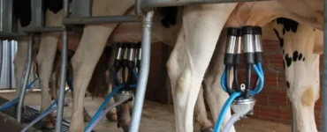 Vacas sendo ordenhadas em uma sala de ordenha