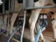 Vacas sendo ordenhadas em uma sala de ordenha