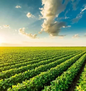 Sustentabilidade no agronegócio
