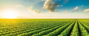 Sustentabilidade no agronegócio