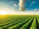 Sustentabilidade no agronegócio