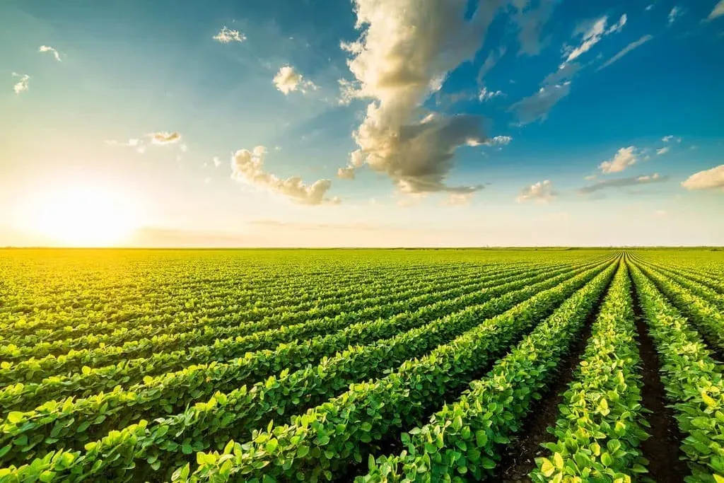Sustentabilidade no agronegócio: os 3 pilares que sustentam uma fazenda lucrativa