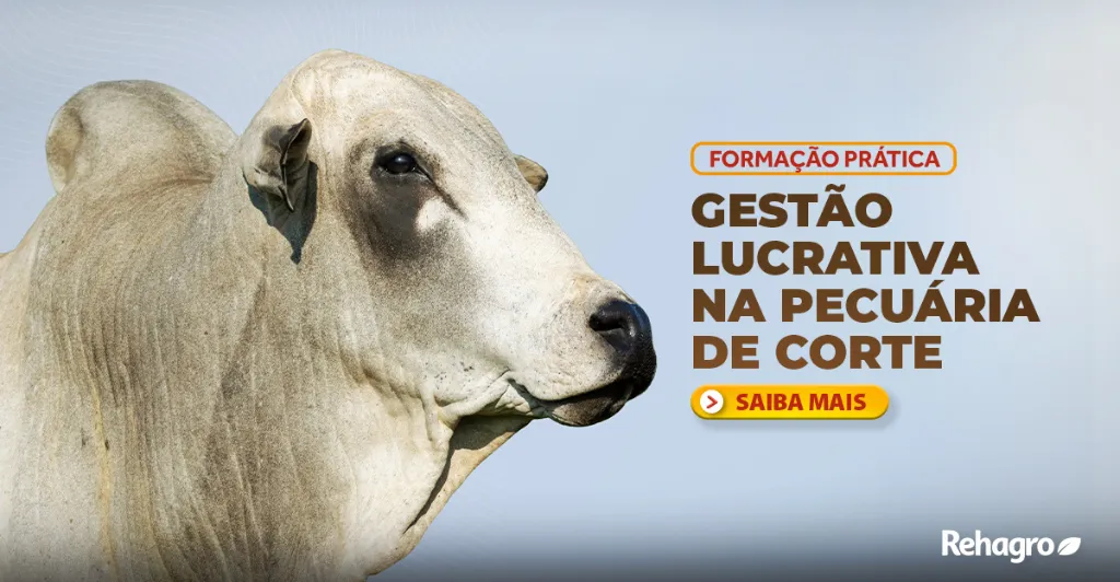 Curso Gestão Lucrativa na Pecuária de Corte