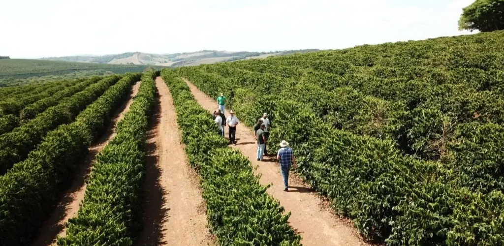 Lavoura de café