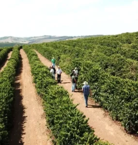 Lavoura de café