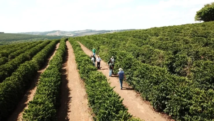 Lavoura de café
