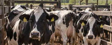 Vacas leiteiras em um confinamento