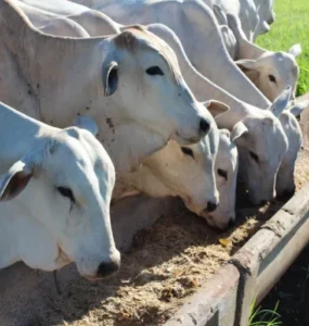 Bovinos de corte se alimentando