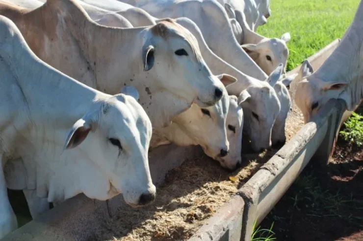 Bovinos de corte se alimentando