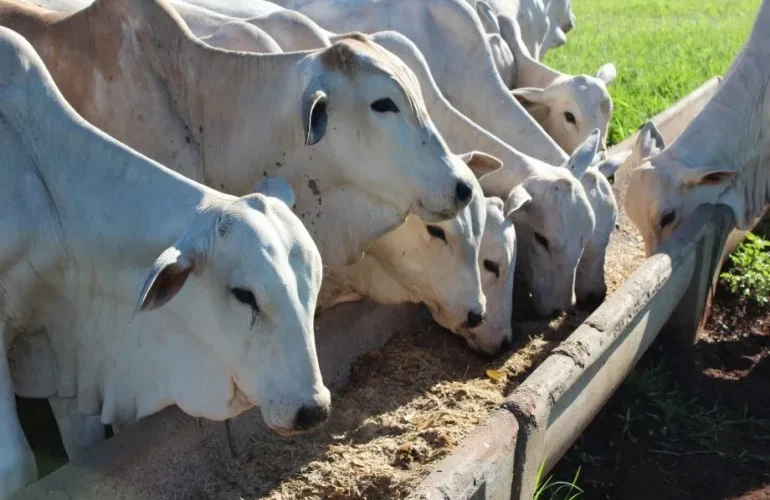Bovinos de corte se alimentando