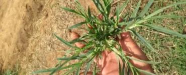 Planta daninha Pé-de-galinha
