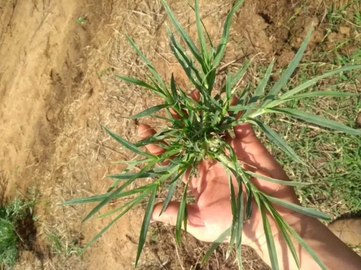 Planta daninha Pé-de-galinha