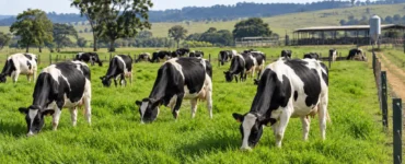 Vacas leiteiras em uma pastagem