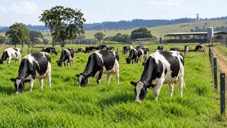 Vacas leiteiras em uma pastagem