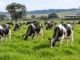 Vacas leiteiras em uma pastagem