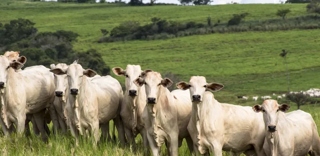 Bovinos de corte em uma pastagem