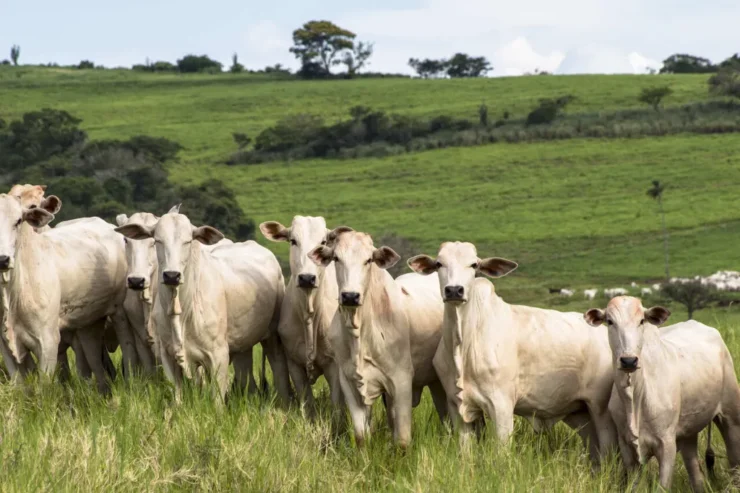 Bovinos de corte em uma pastagem