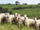 Bovinos de corte em uma pastagem