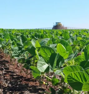 Lavoura de soja em desenvolvimento