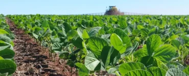 Lavoura de soja em desenvolvimento